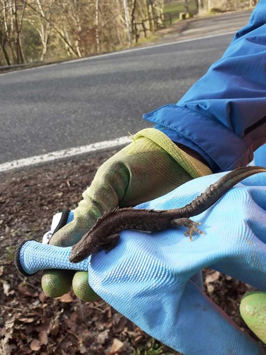 Kammolch wird vorsichtig angehoben und über die Straße gebracht