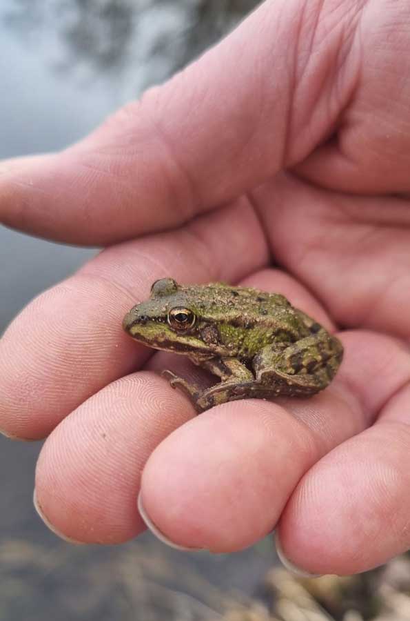 Frosch in einer Hand