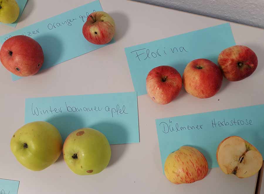 Apfelsortenbestimmung auf dem Pomologentag in Eschwege