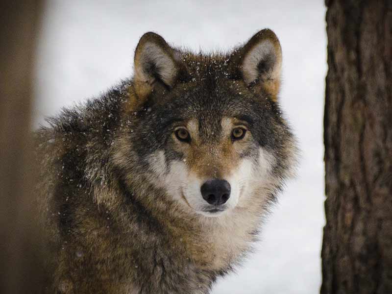 Wolf im Schnee schaut hinter einem Baum hervor